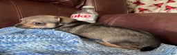 Chiweenie dogs for sale: Chiweenie 4 - Ad 8