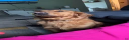 Golden Retriever dogs for stud: Honey - Ad 3