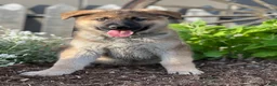 German Shepherd dogs for sale: Cooper - Ad 1