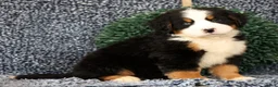 Bernese Mountain Dog dogs for sale: Zinc - Ad 7