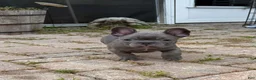French Bulldog dogs for sale: French Bulldog Male - Snickers - Ad 1