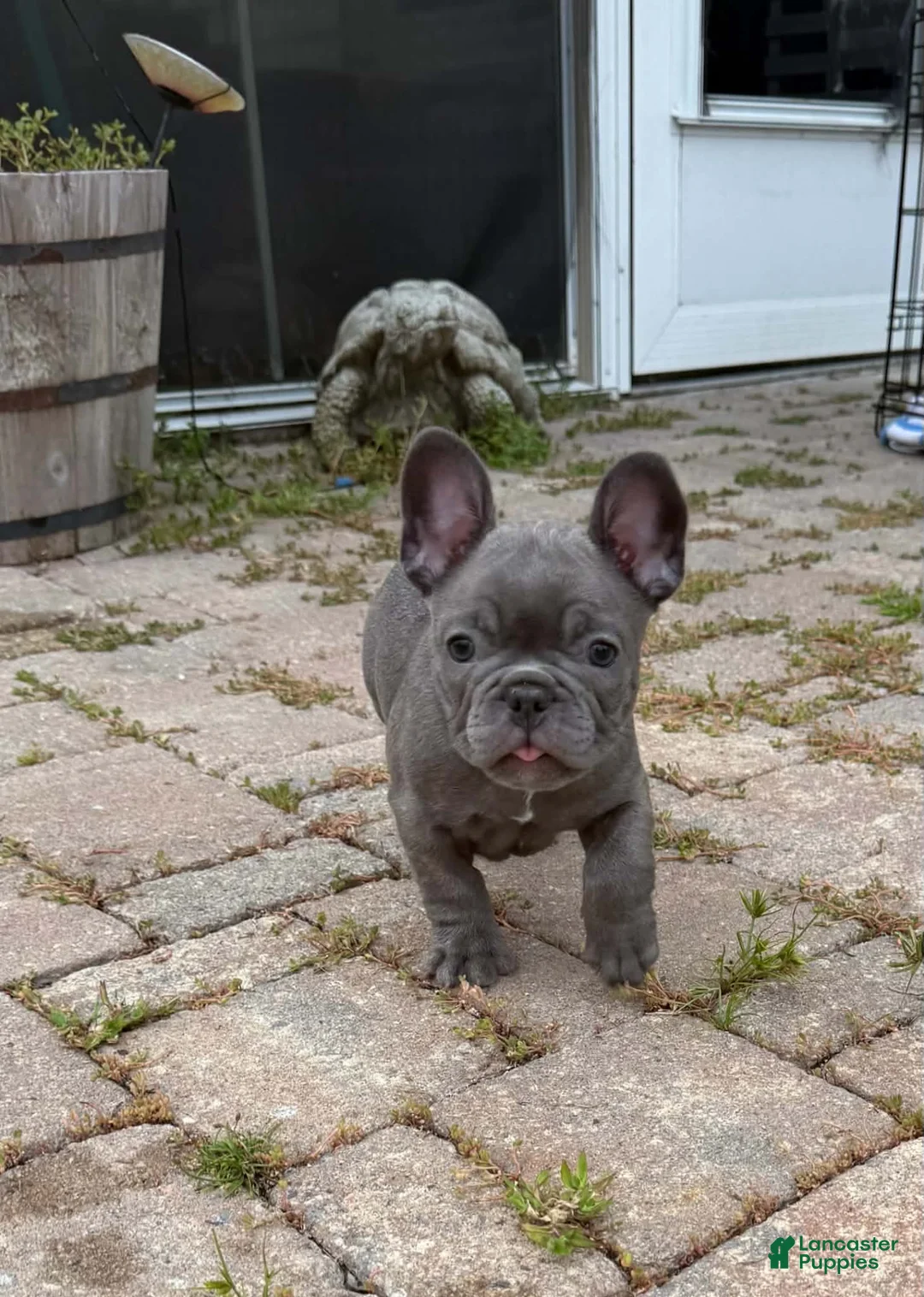 French Bulldog dogs for sale: French Bulldog Male - Snickers - Ad 1