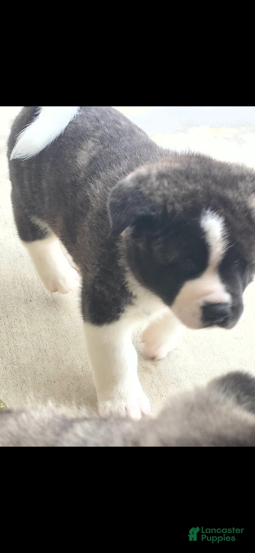 Akita dogs for sale: AKC Lucky - Ad 10