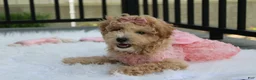 Bichpoo dogs for sale: Sadie  - Ad 4