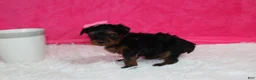 Yorkiepoo dogs for sale: Ella  - Ad 2