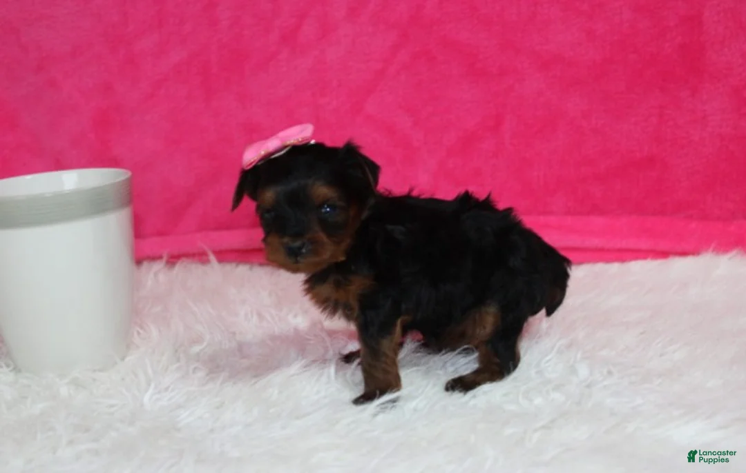 Yorkiepoo dogs for sale: Ella  - Ad 2