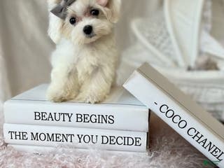 Maltese dogs Maltese Puppy 2 - Ad 31