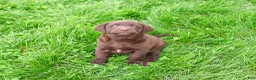 Labrador Retriever dogs for sale: Joel  - Ad 3