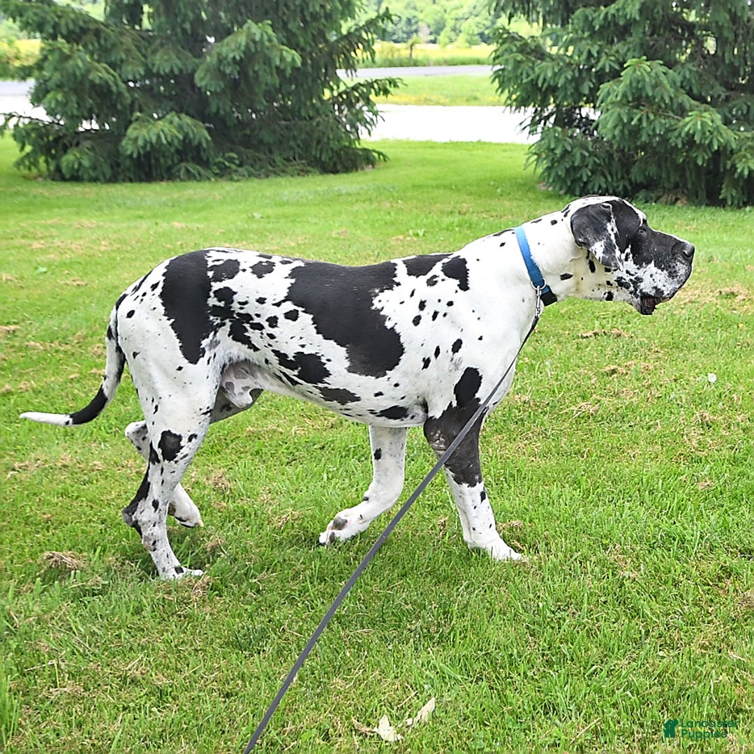 Great Dane dogs for sale: Karter - Ad 5