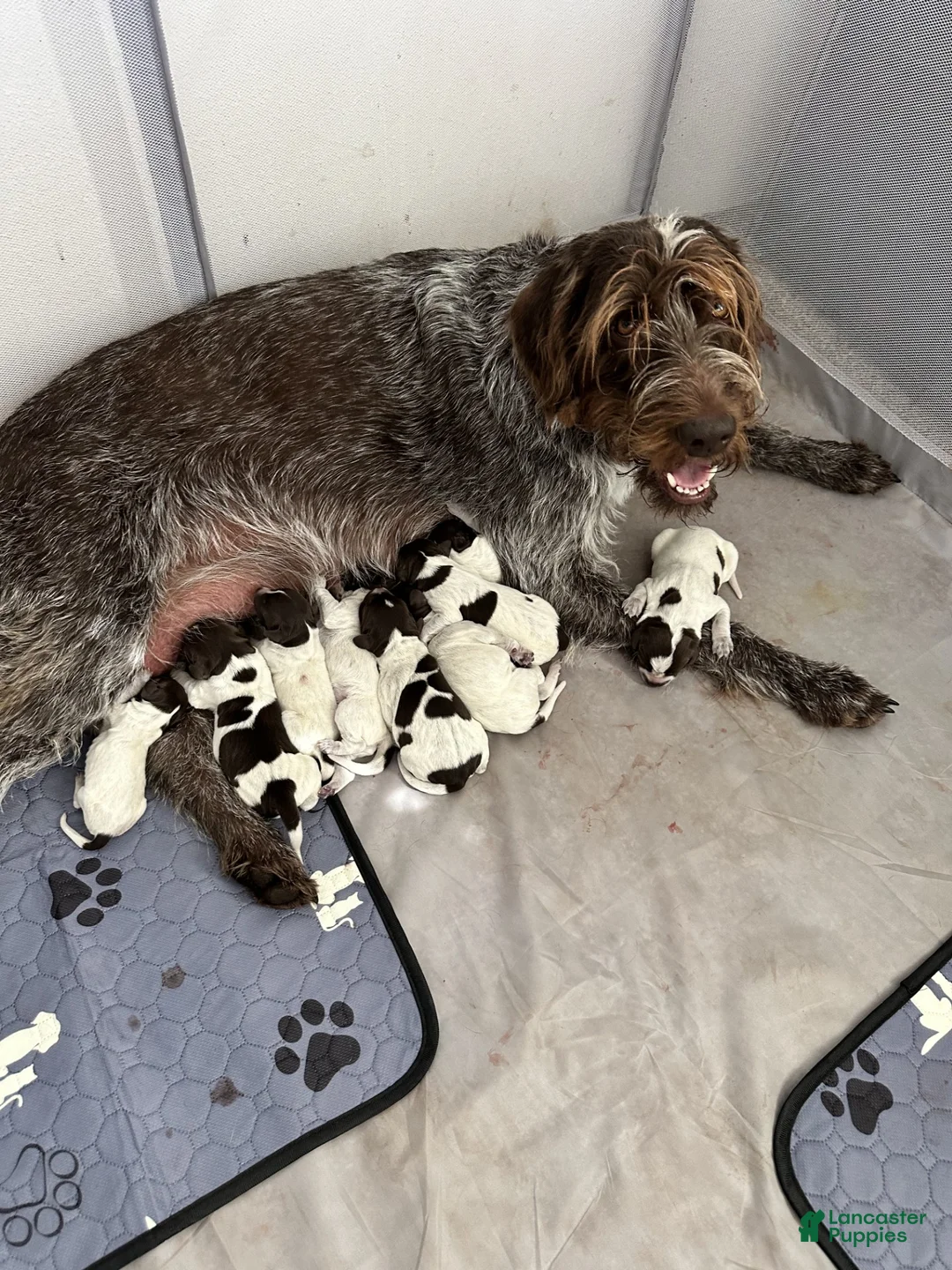Wirehaired Pointing Griffon dogs for sale: Wirehaired Pointing Griffon; "Blue Collar". - Ad 2