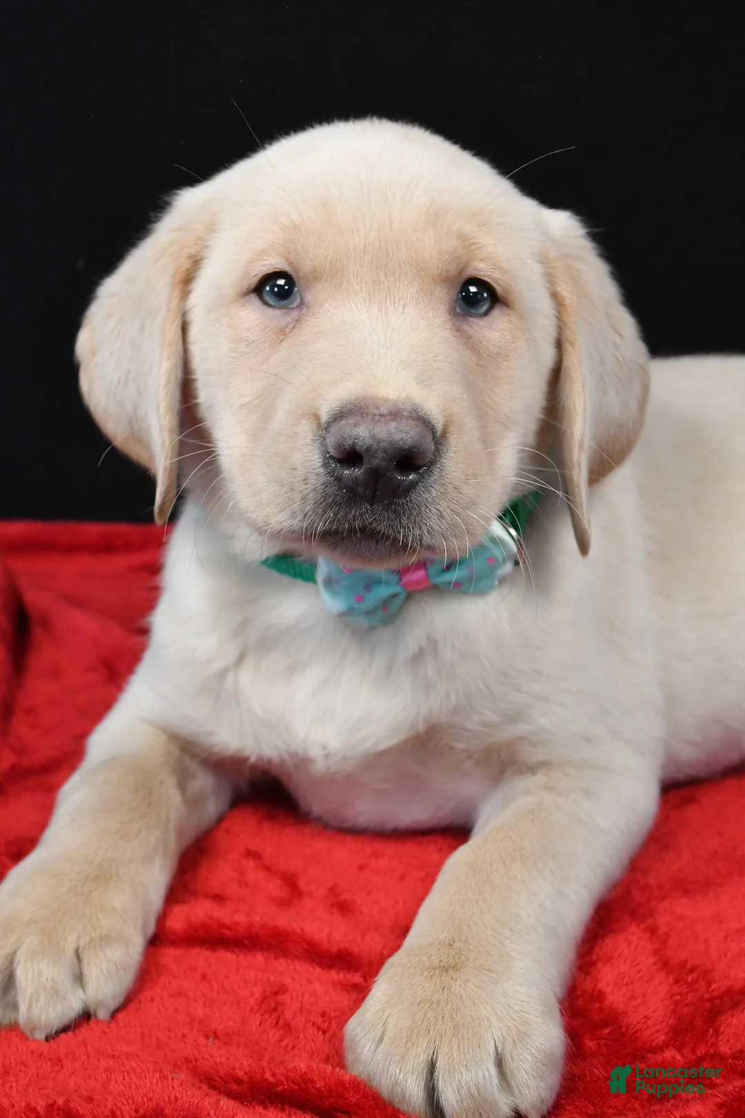 Labrador Retriever dogs for sale: Ranger - Ad 3