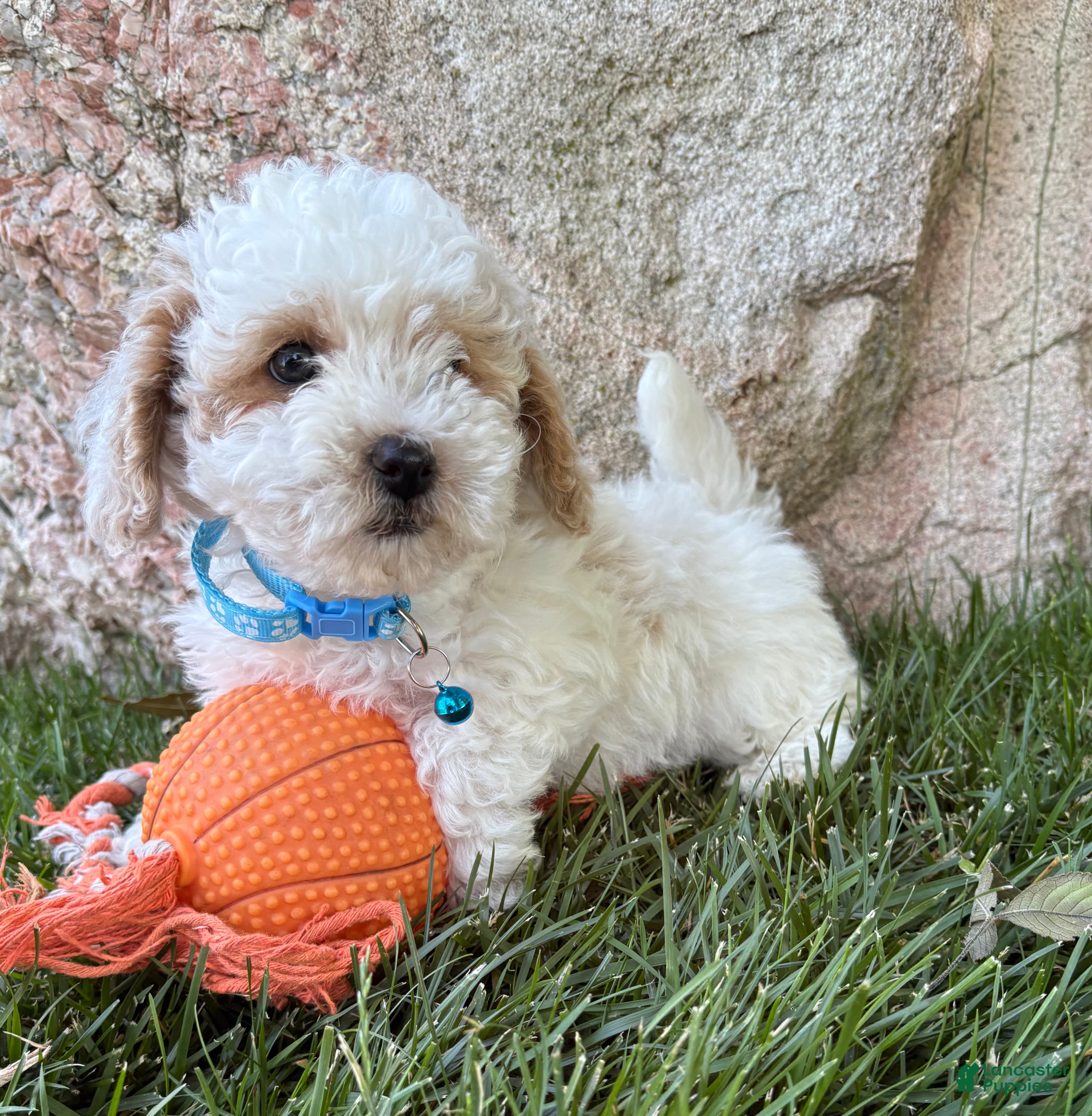 Havapoo dogs Arlo - Ad 2