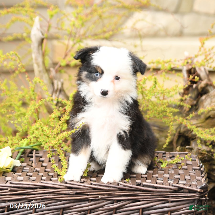 Miniature Australian Shepherd dogs Skye - Ad 2