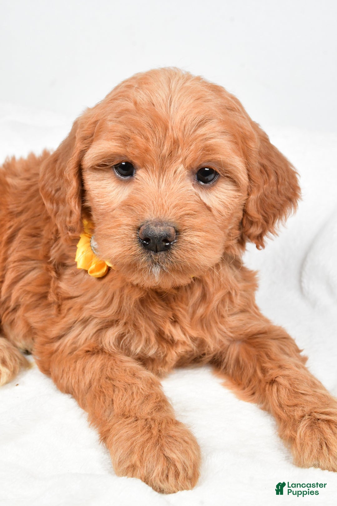 Mini Goldendoodle dogs for sale: Bridget - Ad 2