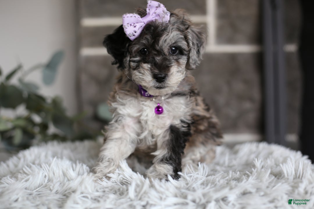 Miniature Poodle dogs for sale: Evie - Ad 16