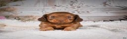 Miniature Dachshund dogs for sale: AKC-Kobi - Ad 9