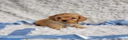 Cavapoo dogs for sale: Liam - Ad 4
