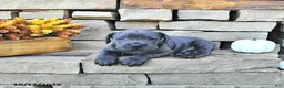 Cane Corso dogs for sale: Zeus - Ad 2