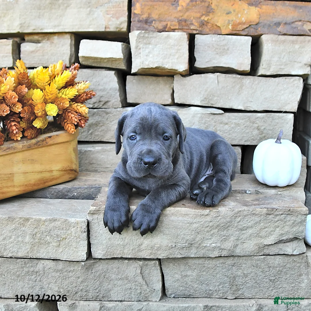 Cane Corso dogs for sale: Zeus - Ad 2
