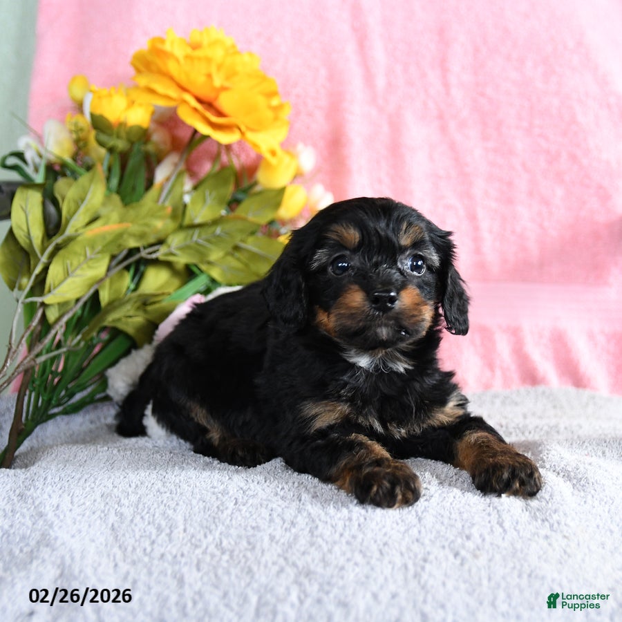 Mixed Breed dogs Eddie - Ad 2