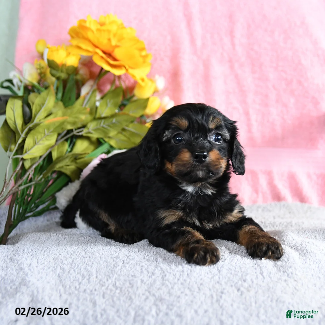 Mixed Breed dogs for sale: Eddie - Ad 2