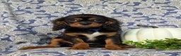 Cavalier King Charles Spaniel dogs for sale: Talbot - Ad 2