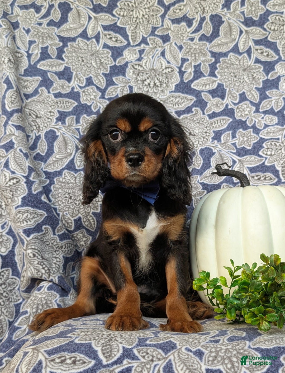 Cavalier King Charles Spaniel dogs for sale: Talbot - Ad 2