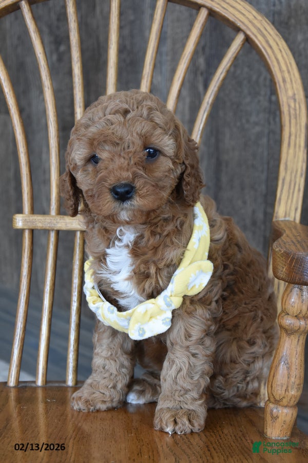 Cavapoo dogs Carrie - Ad 2