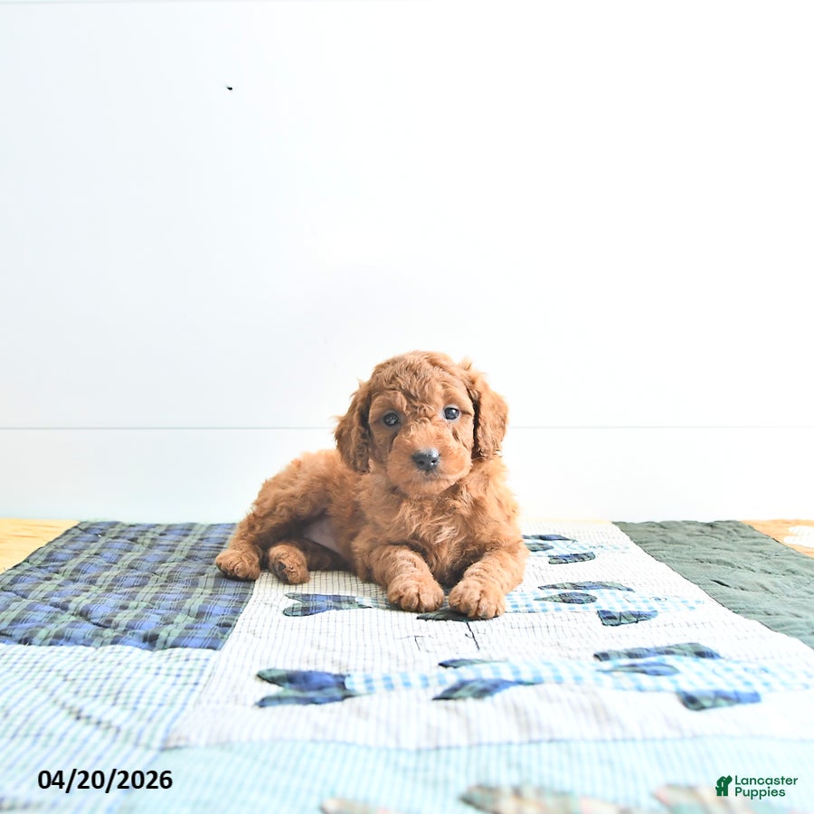 Mini Goldendoodle dogs Emma - Ad 1