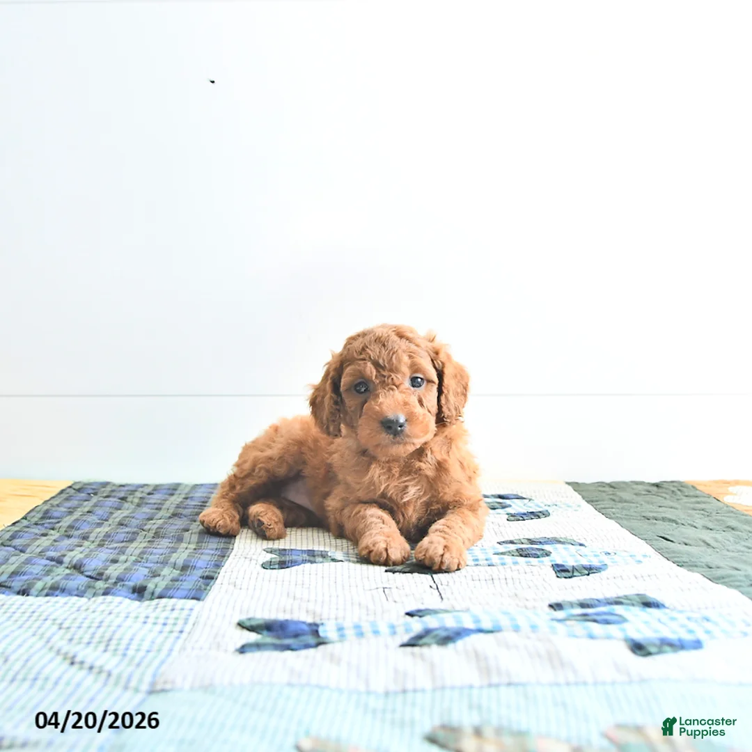 Mini Goldendoodle dogs for sale: Emma - Ad 1