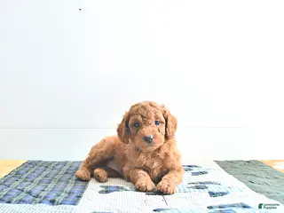 Mini Goldendoodle dogs for sale: Emma - Ad 3