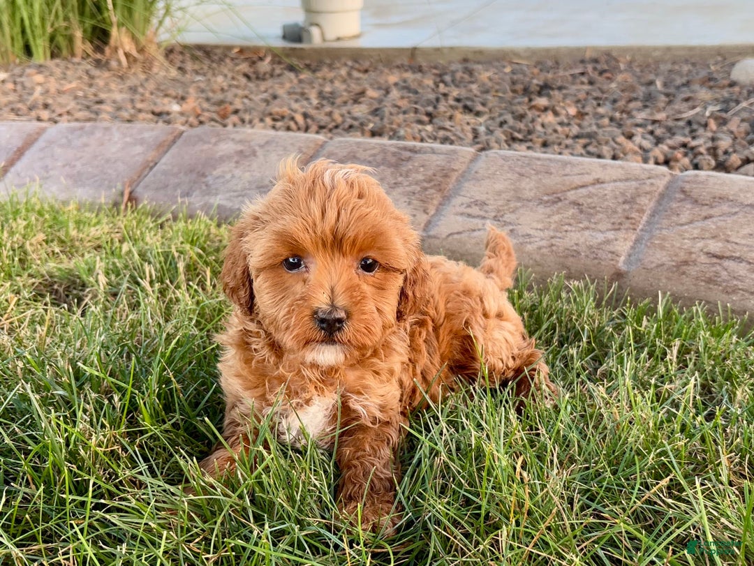 Cavapoo dogs for sale: Karla - Ad 4