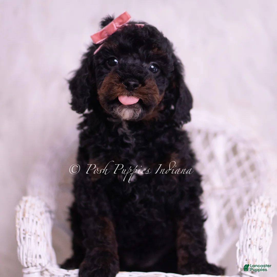 Toy Poodle dogs for sale: Maria - Ad 1