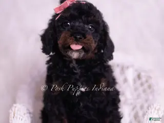 Toy Poodle dogs Maria - Ad 37