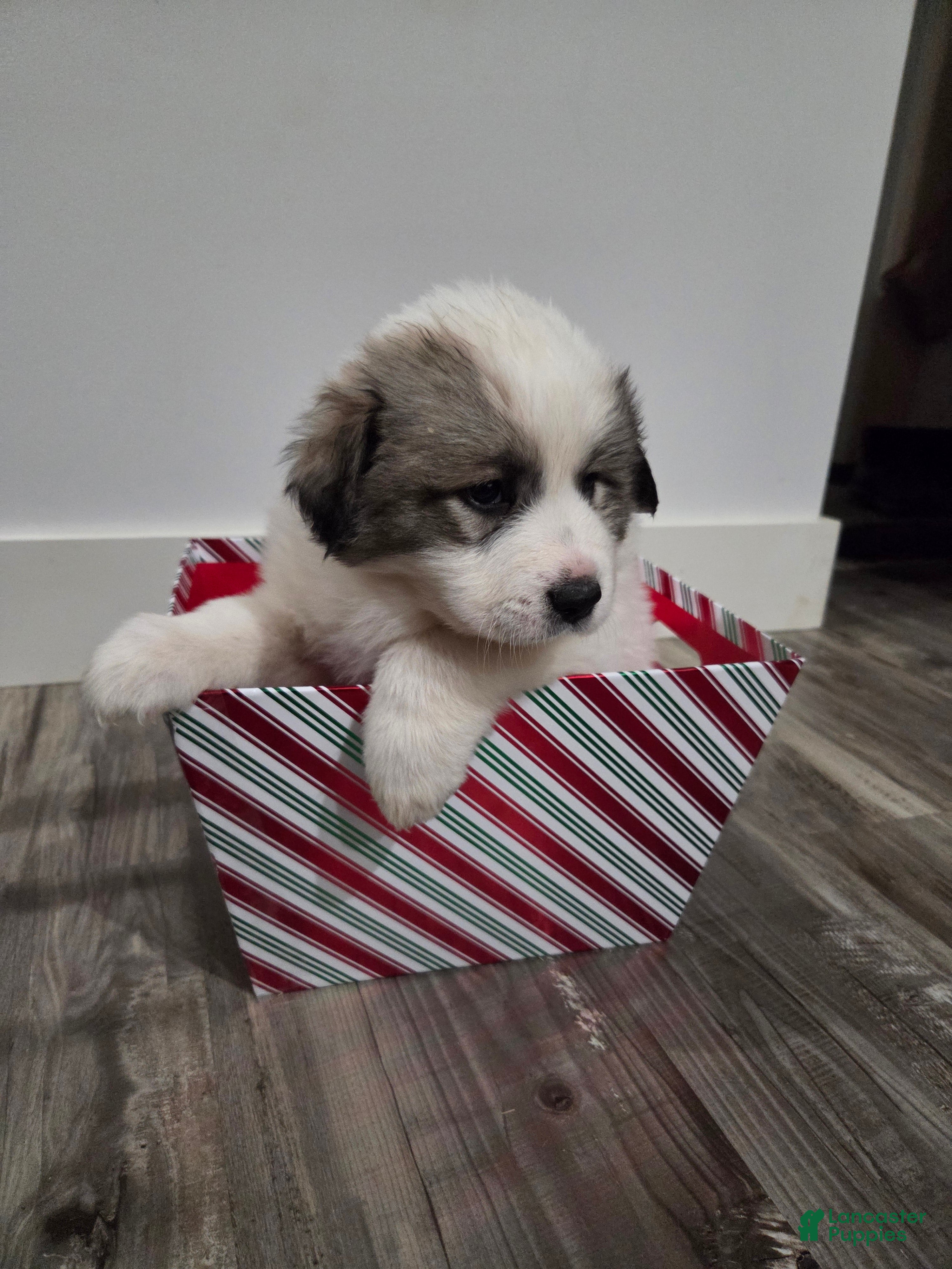 Great Pyrenees dogs Noel - Ad 2