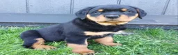 Rottweiler dogs for sale: Kip  - Ad 1