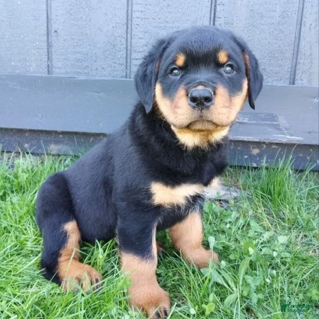 Rottweiler dogs for sale: Kip  - Ad 1
