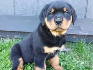 Rottweiler dogs for sale: Kip - Ad 2