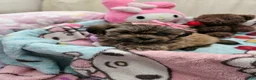 Shih Tzu dogs for sale: Little Baby Girl 💕 - Ad 6