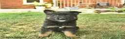 German Shepherd dogs for sale: Tessa  - Ad 3