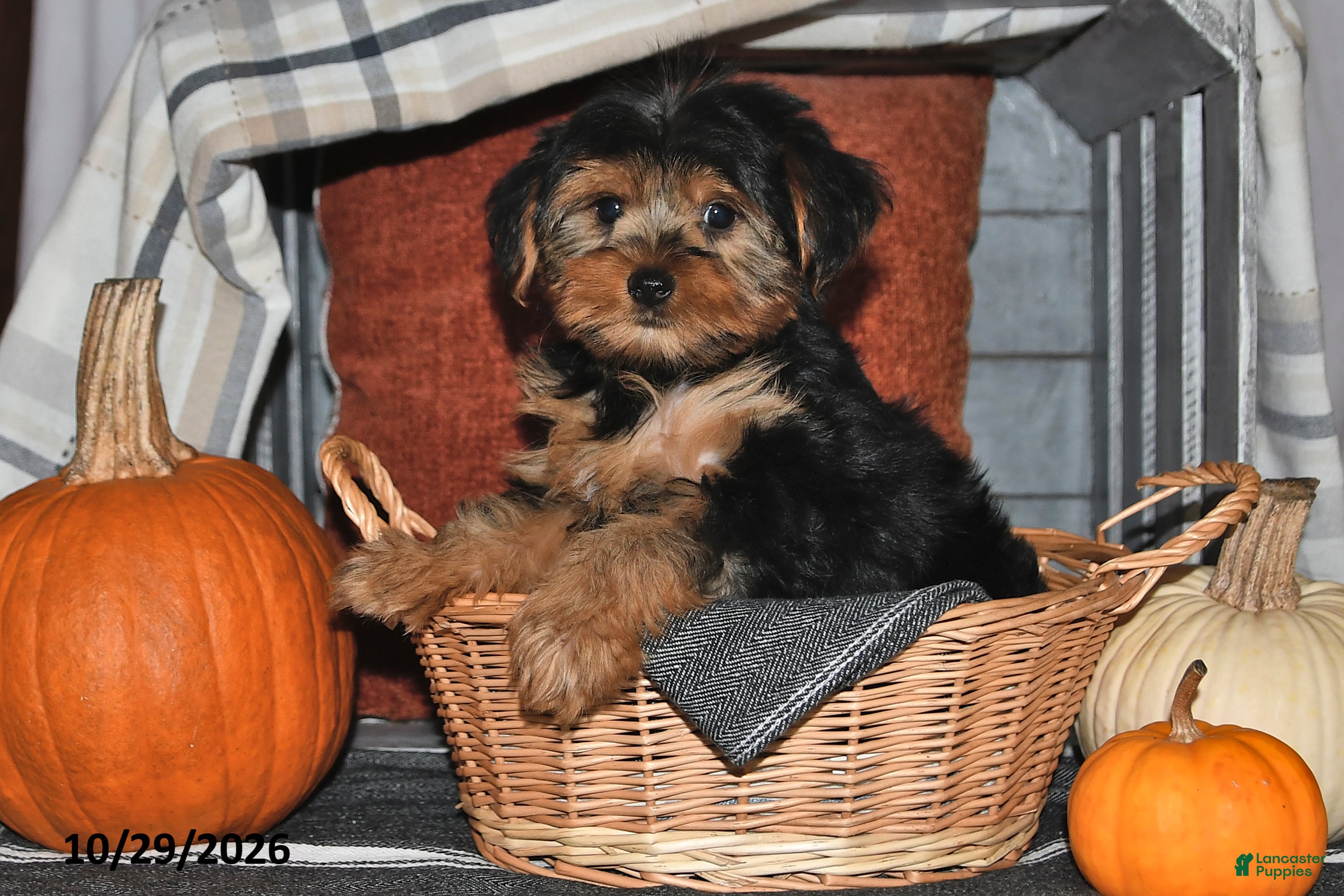 Yorkshire Terrier dogs for sale: Rover - Ad 1