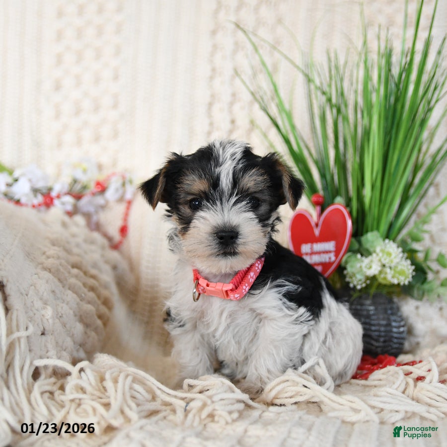 Yorkshire Terrier dogs Tootsie - Ad 9