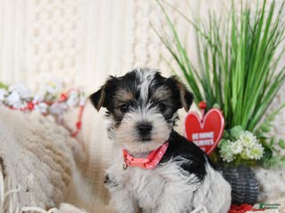 Yorkshire Terrier dogs Tootsie - Ad 9