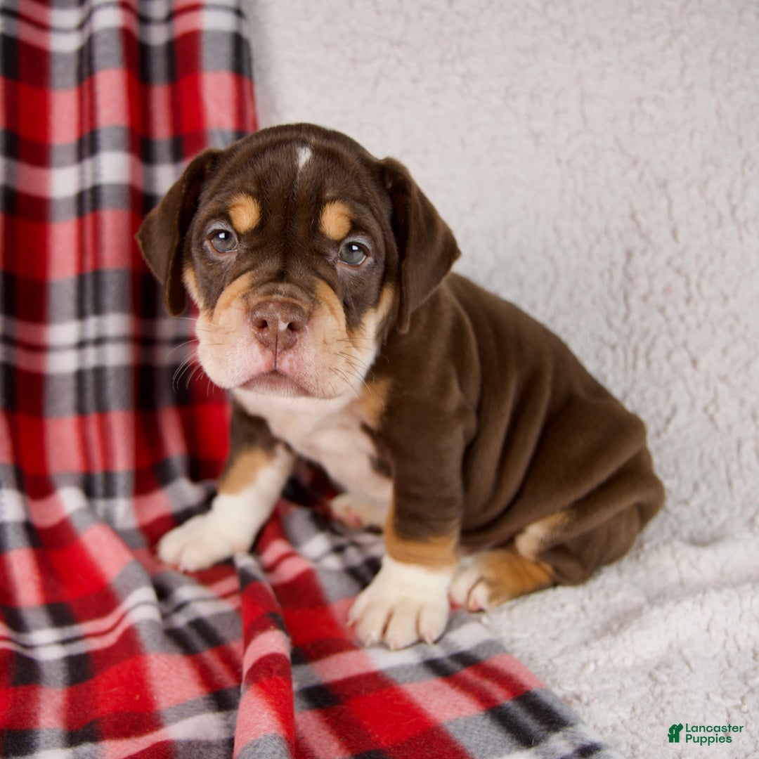 Mixed Breed dogs for sale: Twilight - Ad 1