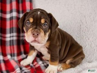 Mixed Breed dogs Twilight - Ad 40