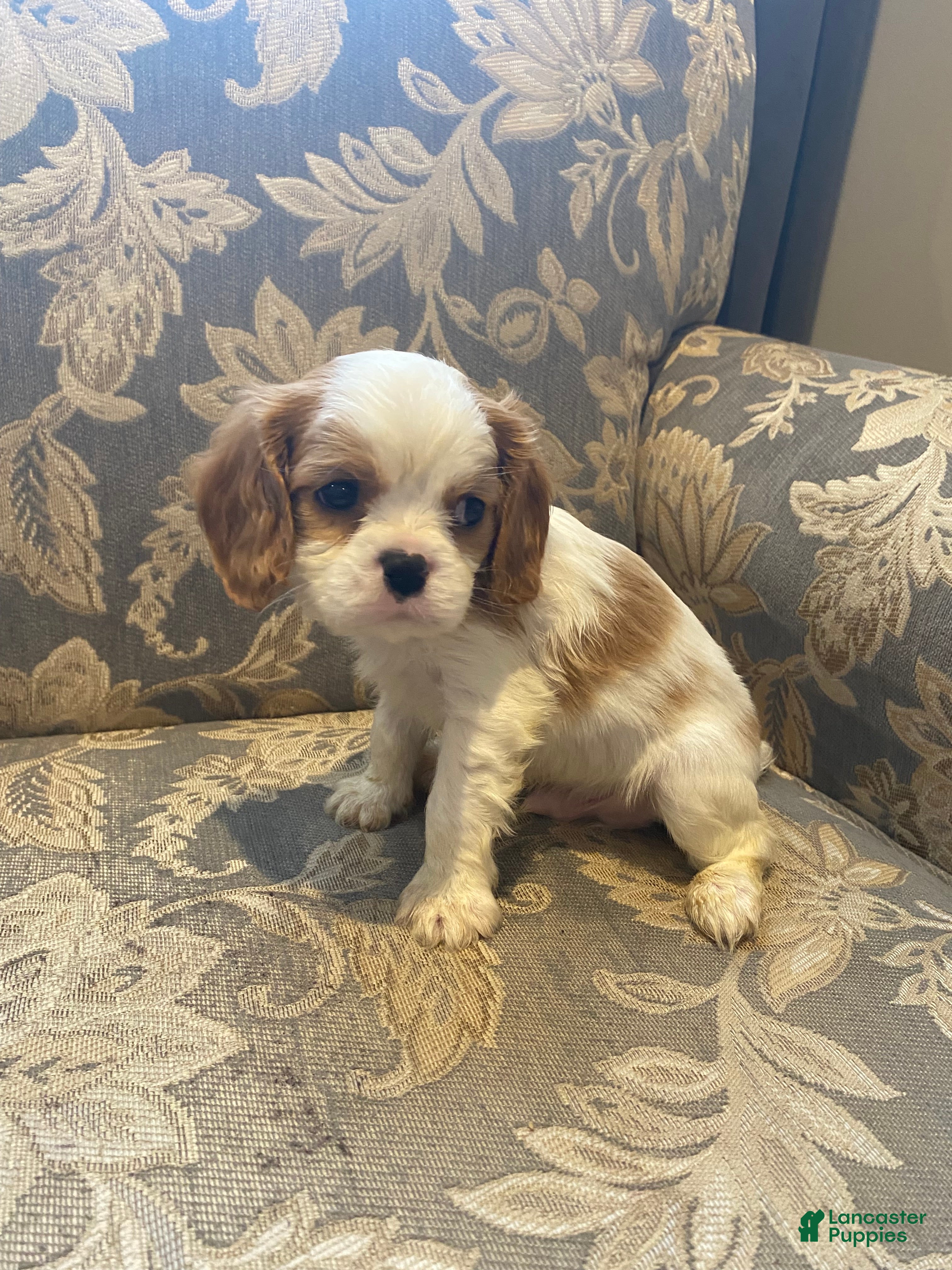 Cavalier King Charles Spaniel dogs Nugget - Ad 17