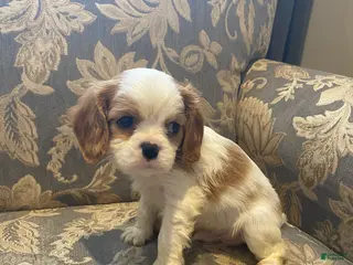 Cavalier King Charles Spaniel dogs Nugget - Ad 15