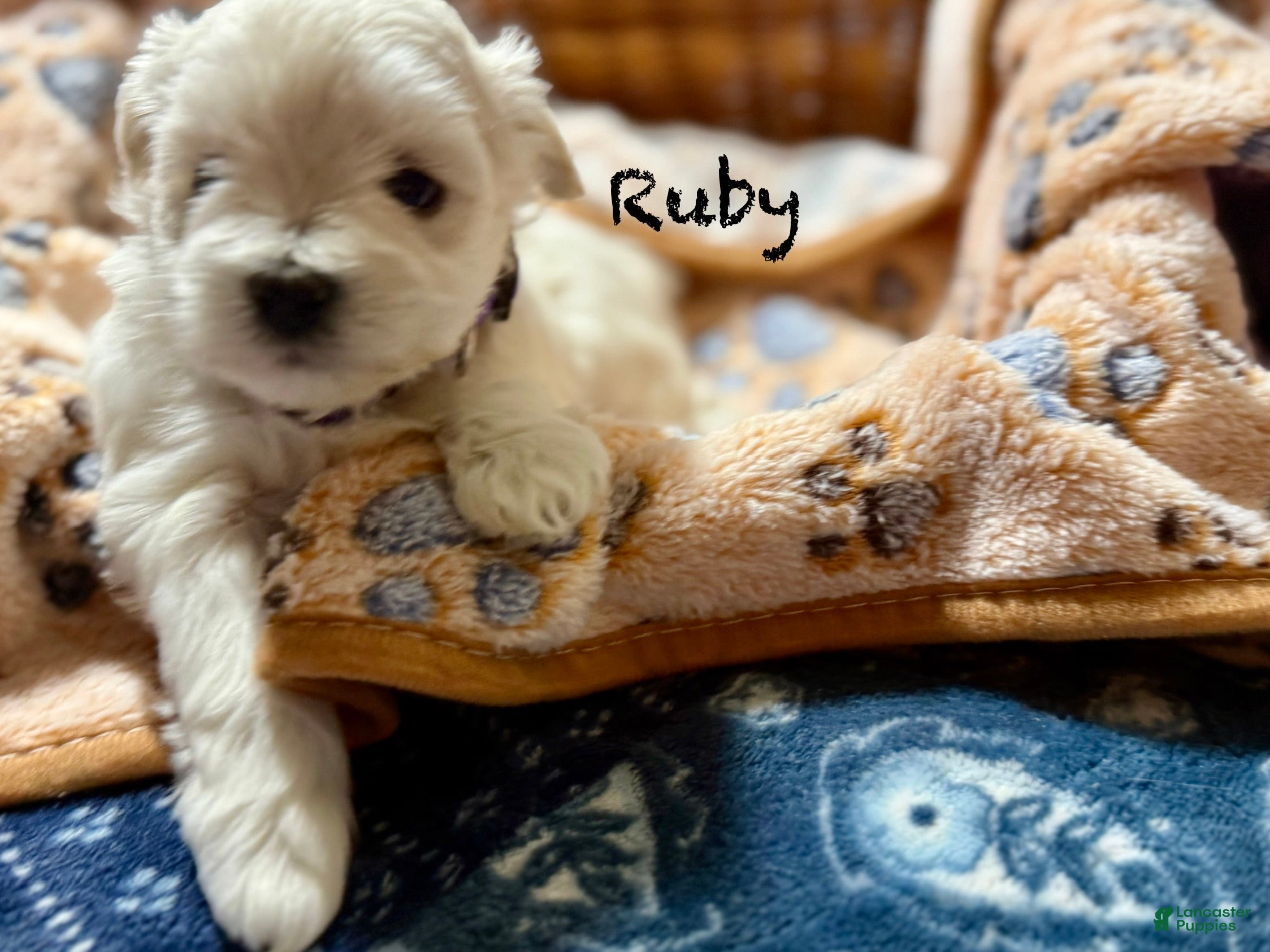 Miniature Schnauzer dogs for sale: Ruby - Ad 3