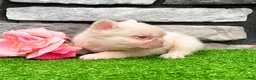 French Bulldog dogs for sale: Candi Pink - Ad 6