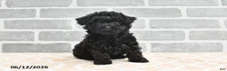 Maltipoo dogs for sale: Annie - Ad 5
